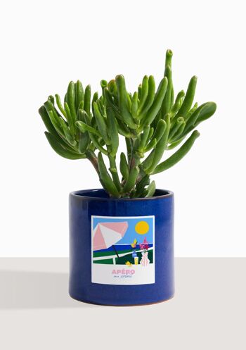 Plante d'intérieur (Crassula Golum) 2