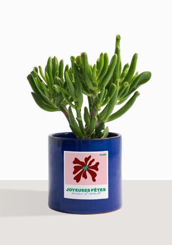 Plante d'intérieur (Crassula Golum) 8