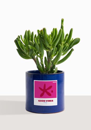 Plante d'intérieur (Crassula Golum) 9