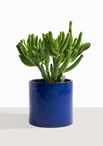 Plante d'intérieur (Crassula Golum) 13