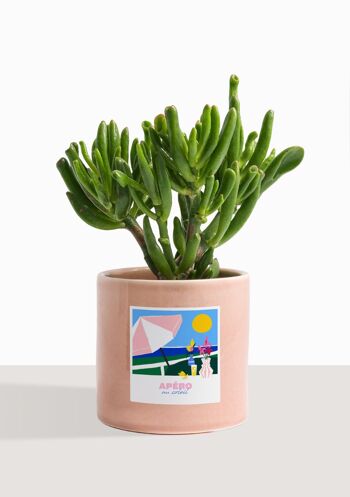 Plante d'intérieur (Crassula Golum) 16