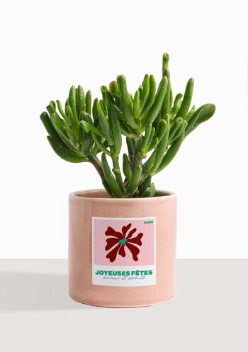 Plante d'intérieur (Crassula Golum) 21