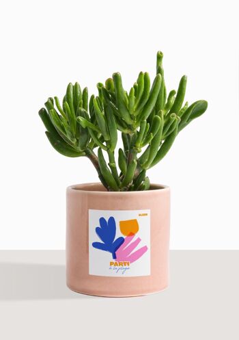 Plante d'intérieur (Crassula Golum) 25