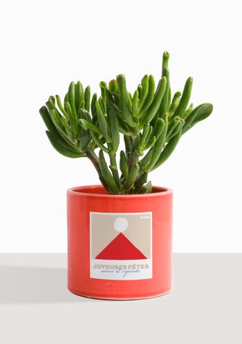 Plante d'intérieur (Crassula Golum) 30