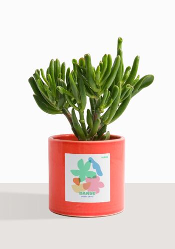 Plante d'intérieur (Crassula Golum) 31