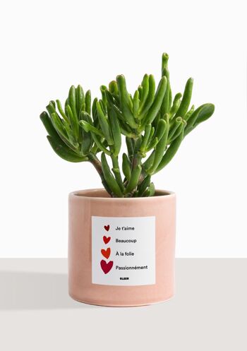 Plante d'intérieur (Crassula Golum) 43