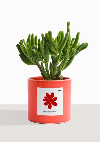 Plante d'intérieur (Crassula Golum) 44