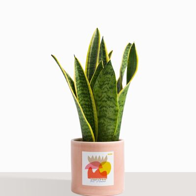 Houseplant (Sanseveria Trifasciata)