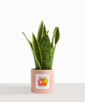 Plante d'intérieur (Sanseveria Trifasciata) 1