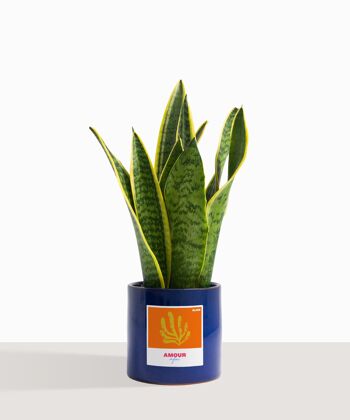 Plante d'intérieur (Sanseveria Trifasciata) 3