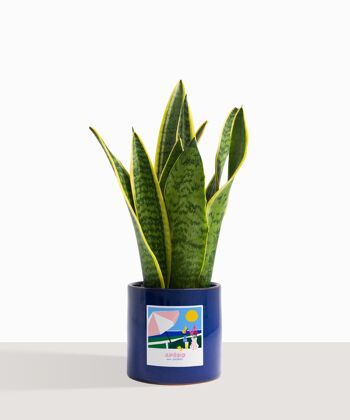 Plante d'intérieur (Sanseveria Trifasciata) 4