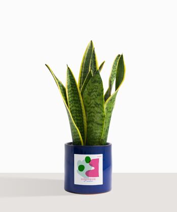 Plante d'intérieur (Sanseveria Trifasciata) 7