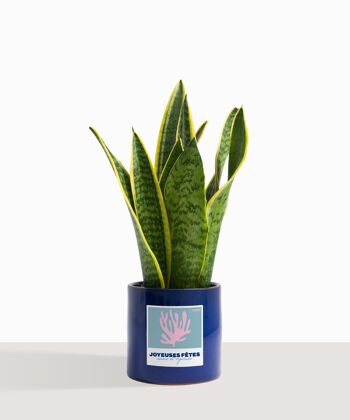 Plante d'intérieur (Sanseveria Trifasciata) 8