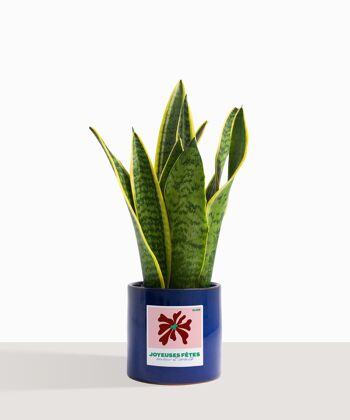 Plante d'intérieur (Sanseveria Trifasciata) 9