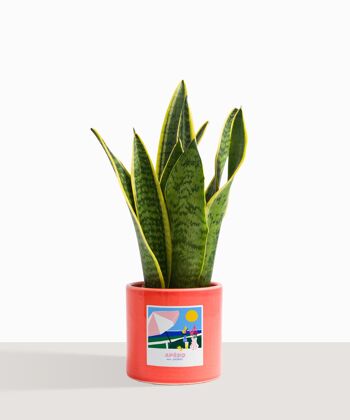 Plante d'intérieur (Sanseveria Trifasciata) 16