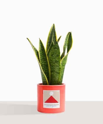 Plante d'intérieur (Sanseveria Trifasciata) 17