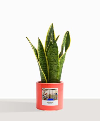 Plante d'intérieur (Sanseveria Trifasciata) 24