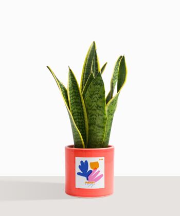 Plante d'intérieur (Sanseveria Trifasciata) 25