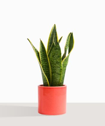 Plante d'intérieur (Sanseveria Trifasciata) 26