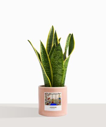 Plante d'intérieur (Sanseveria Trifasciata) 37