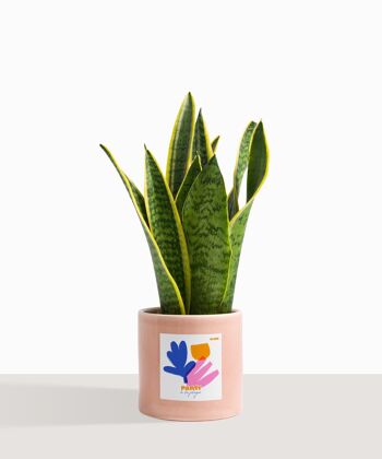 Plante d'intérieur (Sanseveria Trifasciata) 38