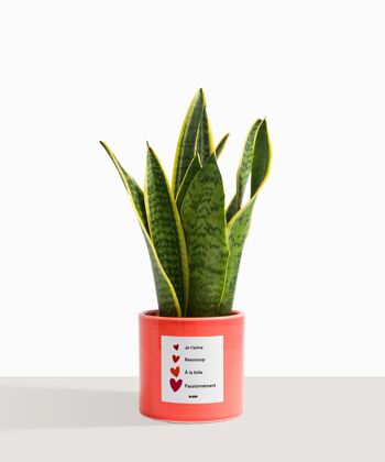 Plante d'intérieur (Sanseveria Trifasciata) 47