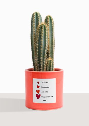 Cactus - Pilosocereus Azureus 1
