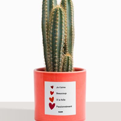 Cactus - Pilosocereus Azureus