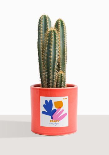 Cactus - Pilosocereus Azureus 2