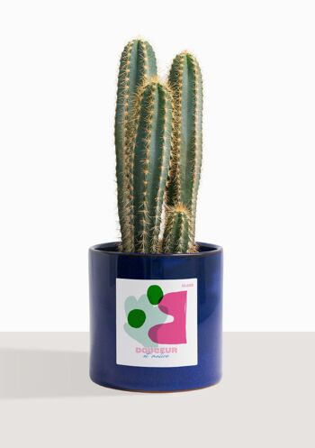 Cactus - Pilosocereus Azureus 3