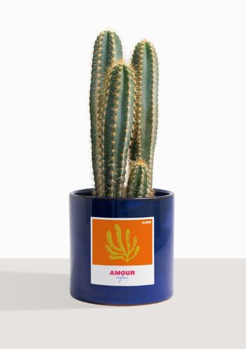 Cactus - Pilosocereus Azureus 4