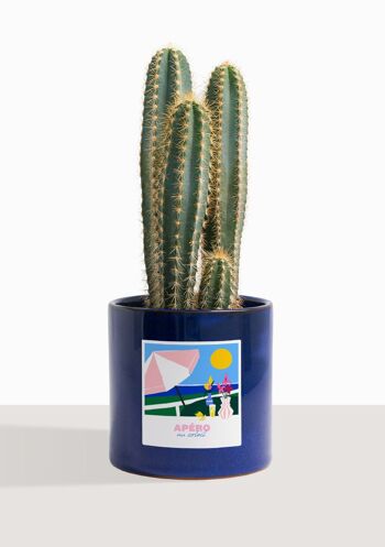 Cactus - Pilosocereus Azureus 5