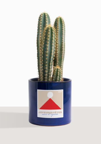 Cactus - Pilosocereus Azureus 6