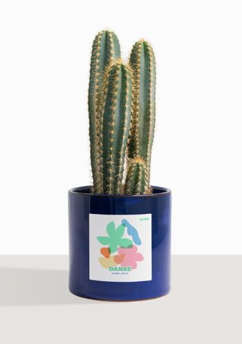 Cactus - Pilosocereus Azureus 7