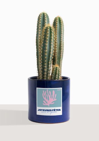 Cactus - Pilosocereus Azureus 8