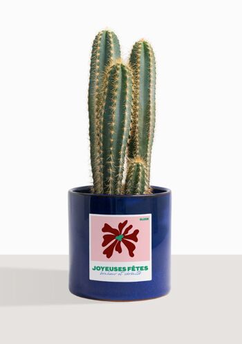 Cactus - Pilosocereus Azureus 9