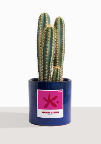 Cactus - Pilosocereus Azureus 10
