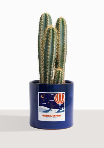 Cactus - Pilosocereus Azureus 11
