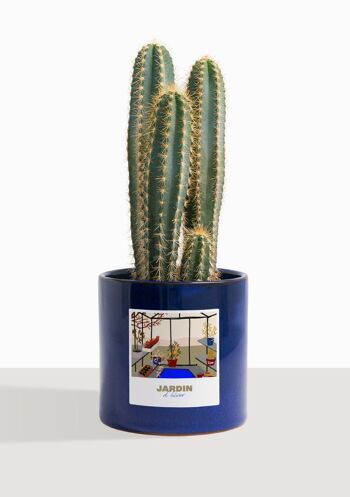 Cactus - Pilosocereus Azureus 12