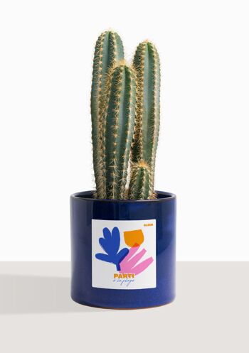 Cactus - Pilosocereus Azureus 13