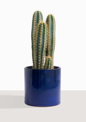 Cactus - Pilosocereus Azureus 14