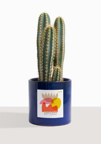 Cactus - Pilosocereus Azureus 15