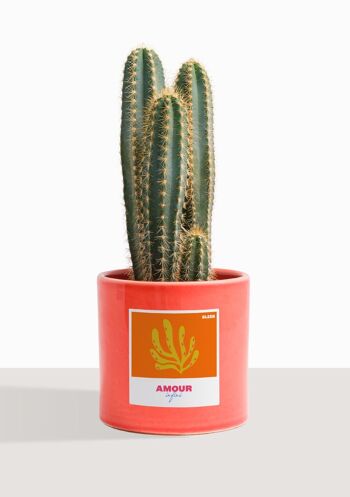 Cactus - Pilosocereus Azureus 16