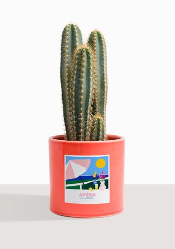 Cactus - Pilosocereus Azureus 17