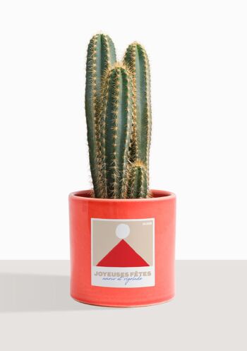 Cactus - Pilosocereus Azureus 18