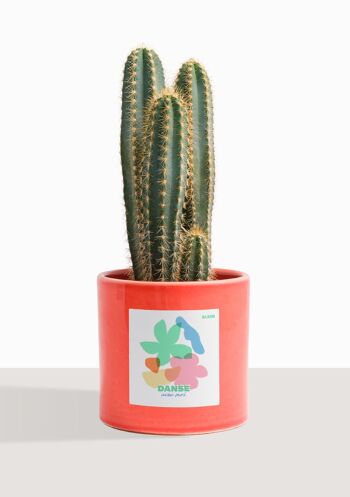 Cactus - Pilosocereus Azureus 19