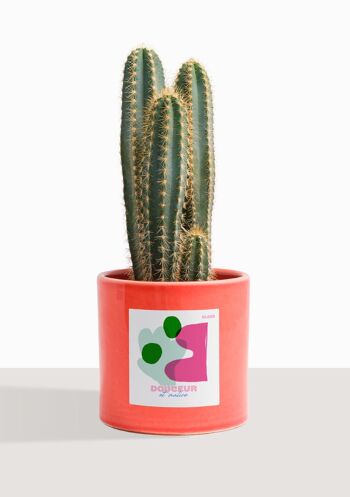 Cactus - Pilosocereus Azureus 20