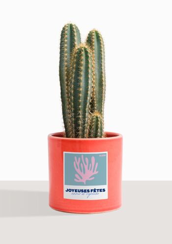 Cactus - Pilosocereus Azureus 21