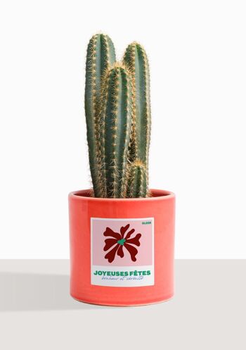 Cactus - Pilosocereus Azureus 22