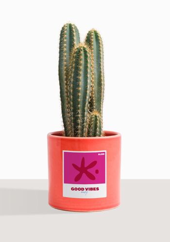 Cactus - Pilosocereus Azureus 23